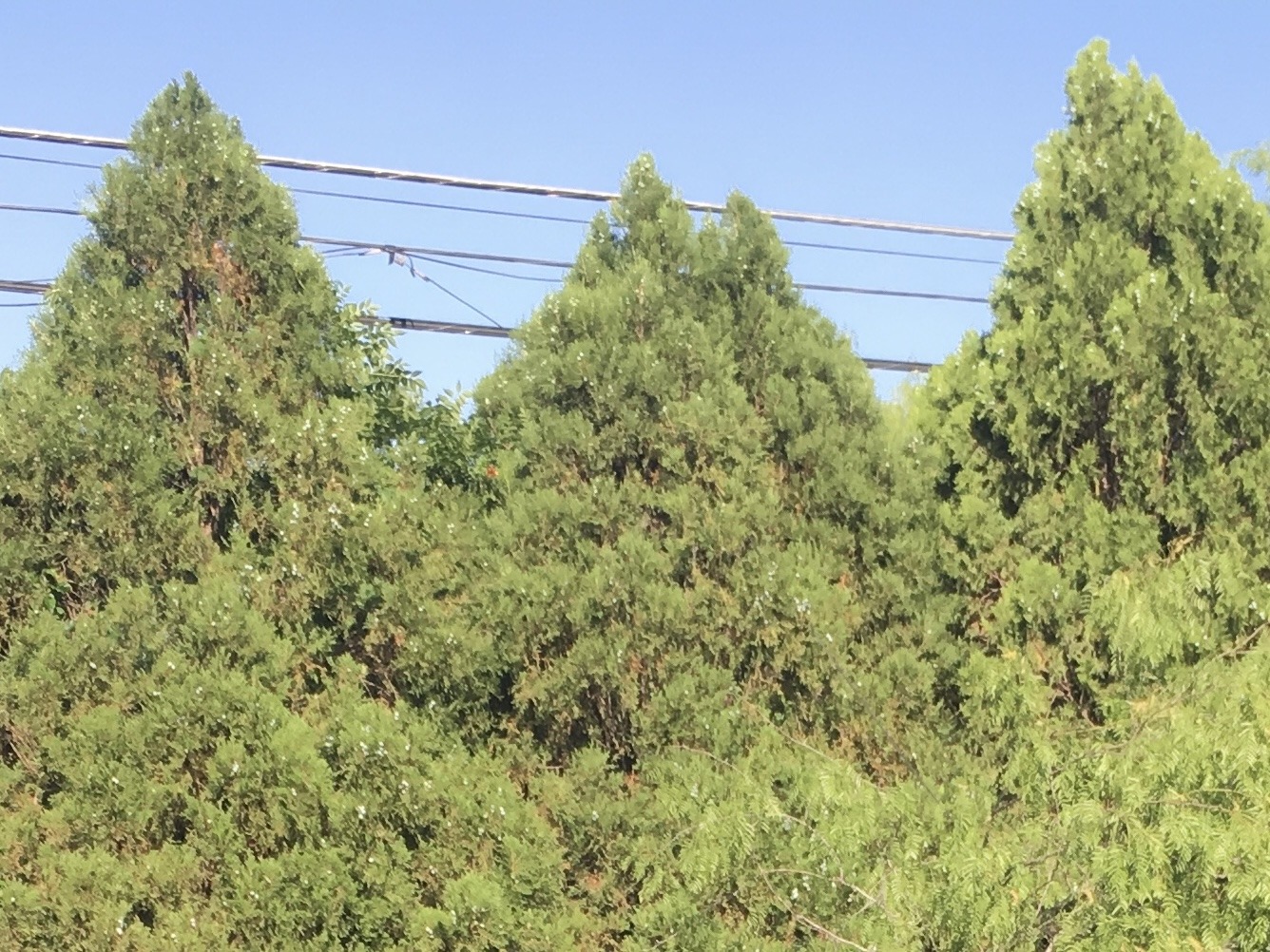 Arborvitae trees growing near power lines