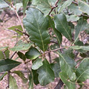 Shin oak leaves at Wimberly, Texas