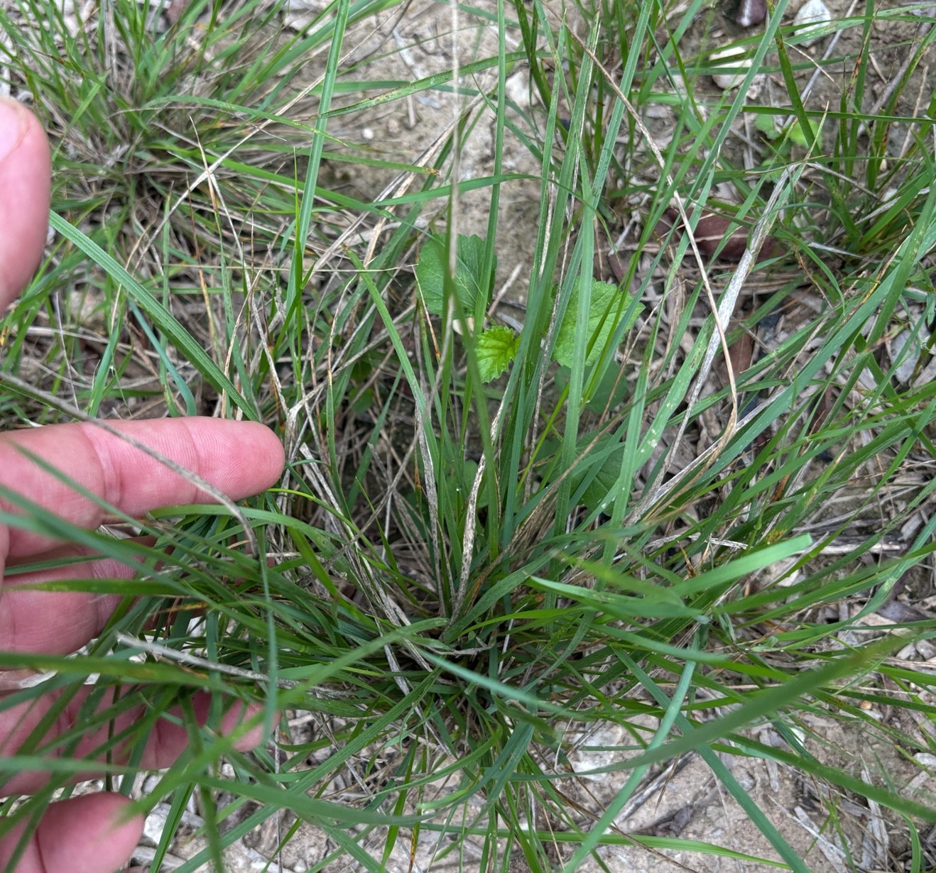 Basal growth of Texas winter grass in spring