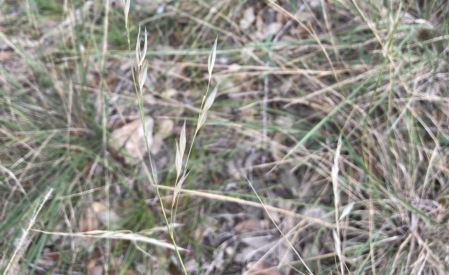 Grass leaves and flowering structures