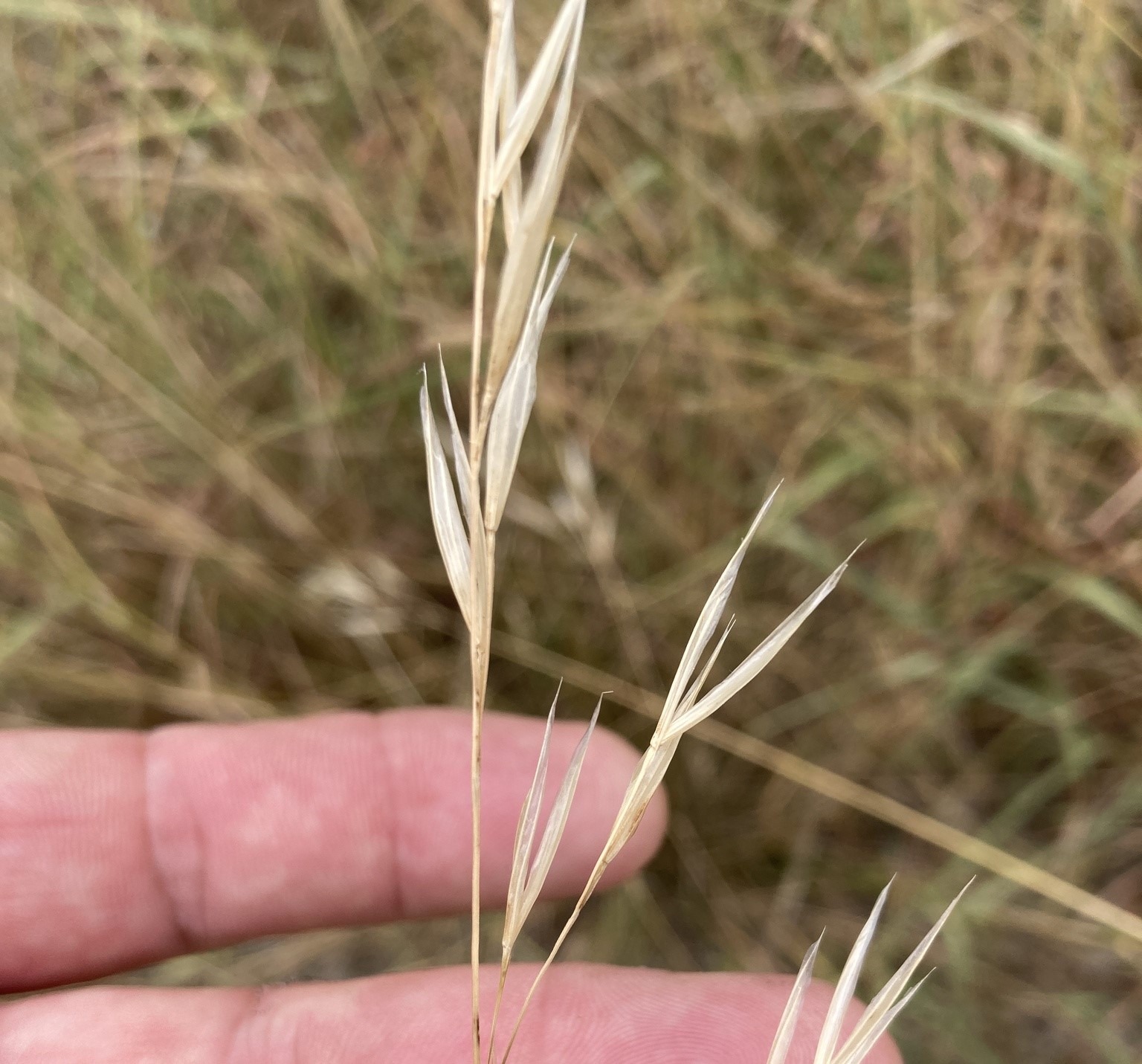 Hand holding winter grass seed heads