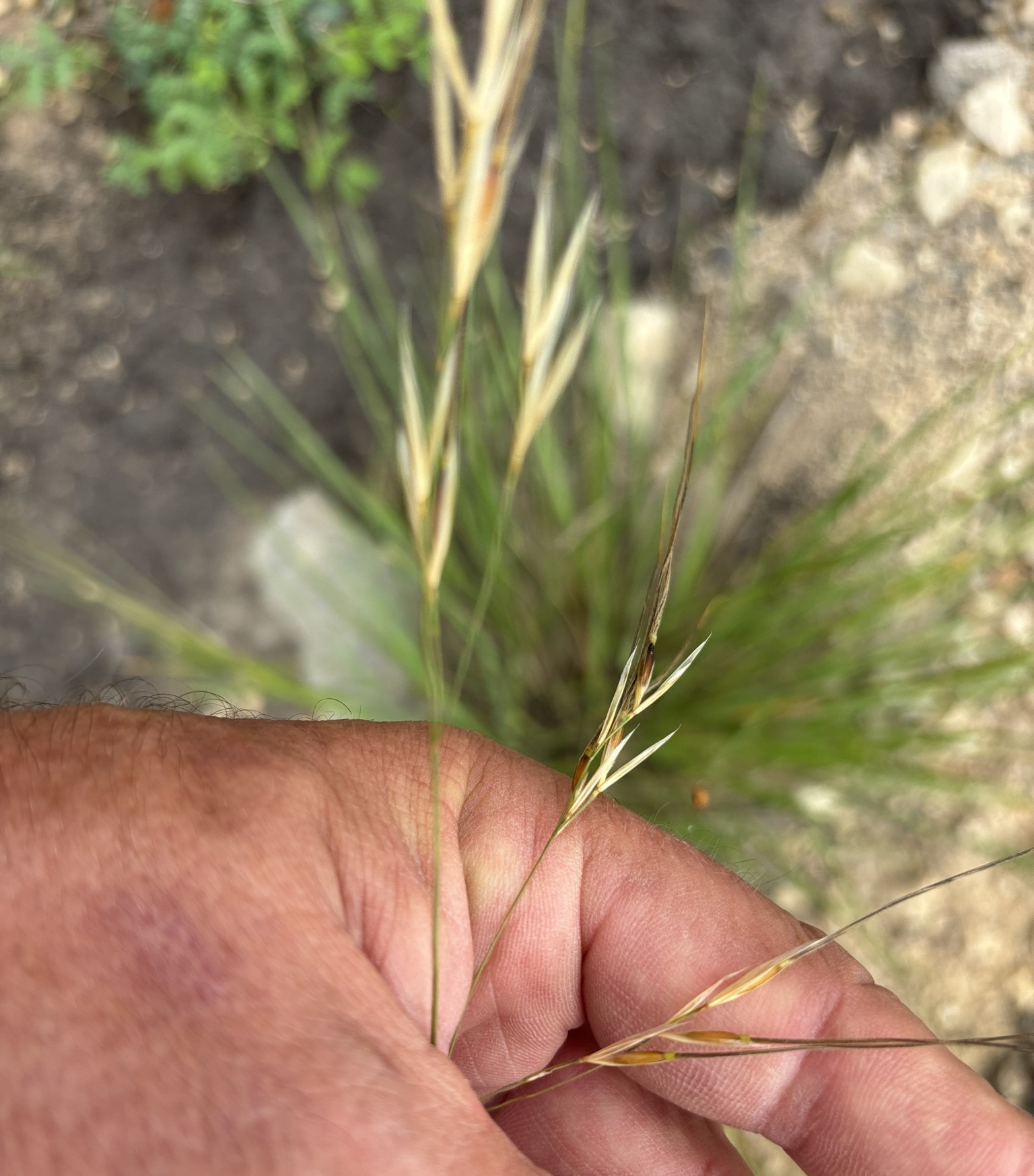 Hand holding winter grass spikelets