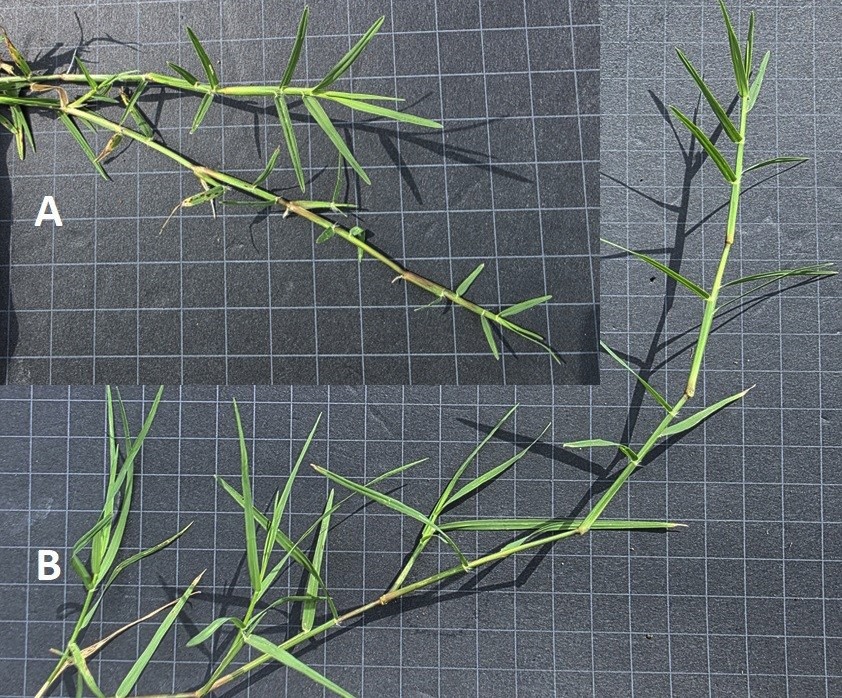 bernuda stolons