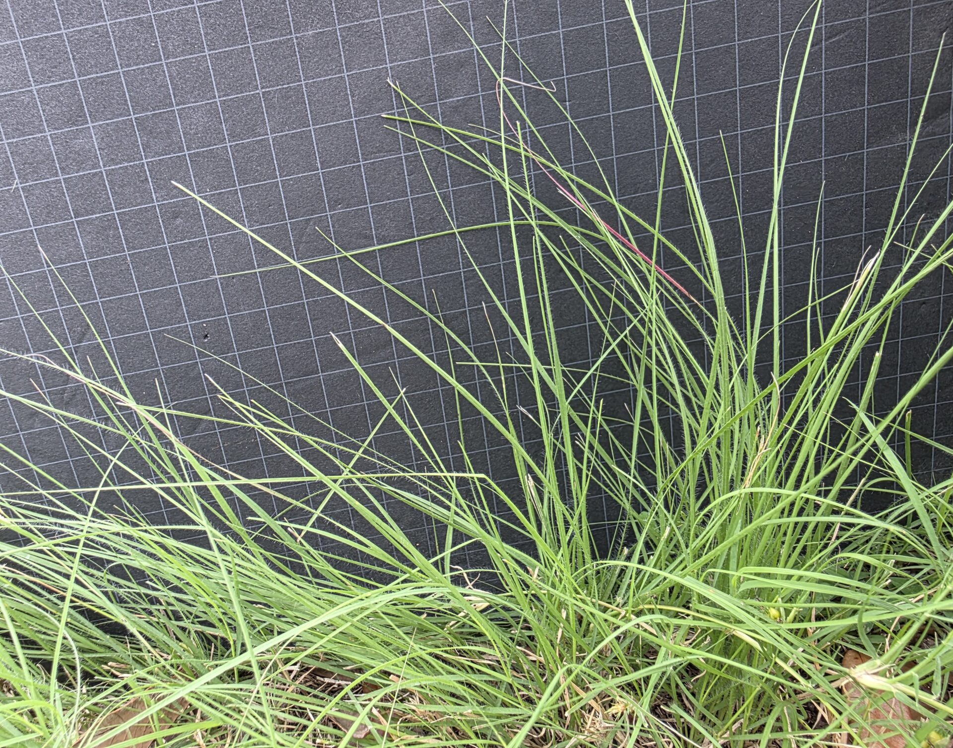 buffalo grass stems