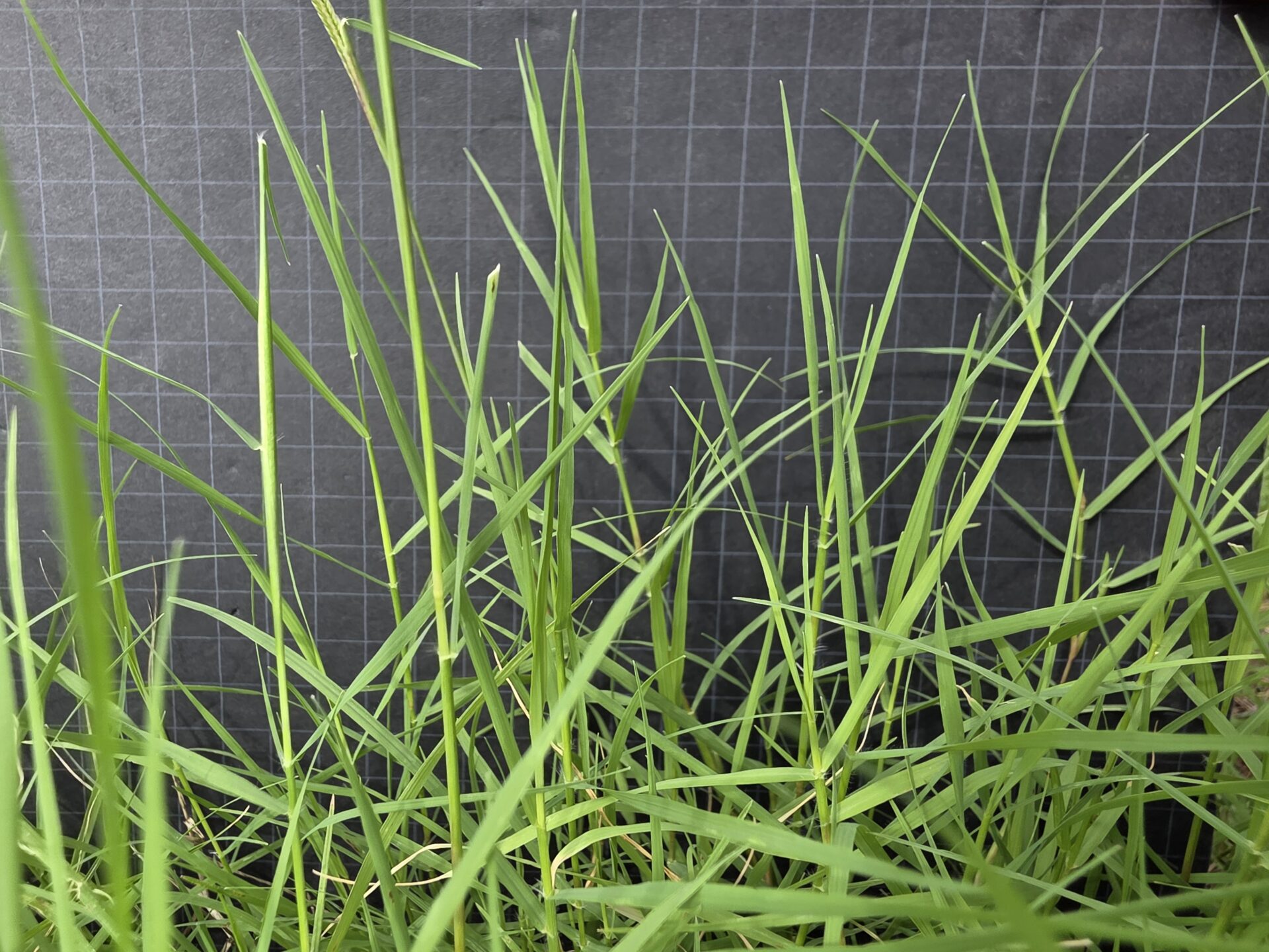 bermuda whole