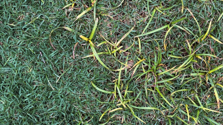 nutsedge in a zoysia lawn