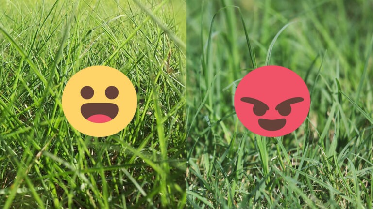bermuda and buffalo grass