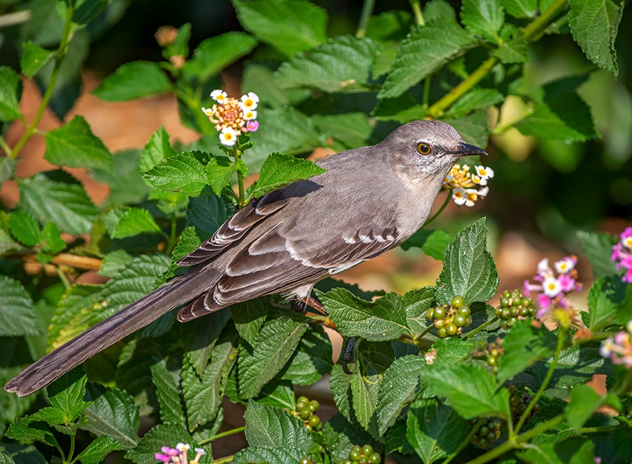 mocking bird