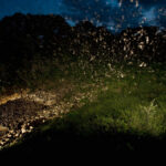 Image of bats flying out of Bracken Cave