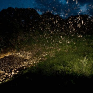 Image of bats flying out of Bracken Cave