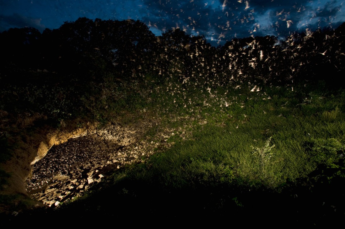 Image of bats flying out of Bracken Cave