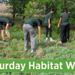 Graphic for the Mitchell Lake Audubon Center 2nd Saturday Habitat Work Day