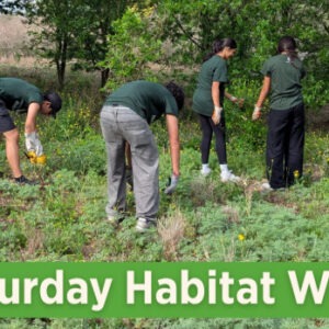 Graphic for the Mitchell Lake Audubon Center 2nd Saturday Habitat Work Day