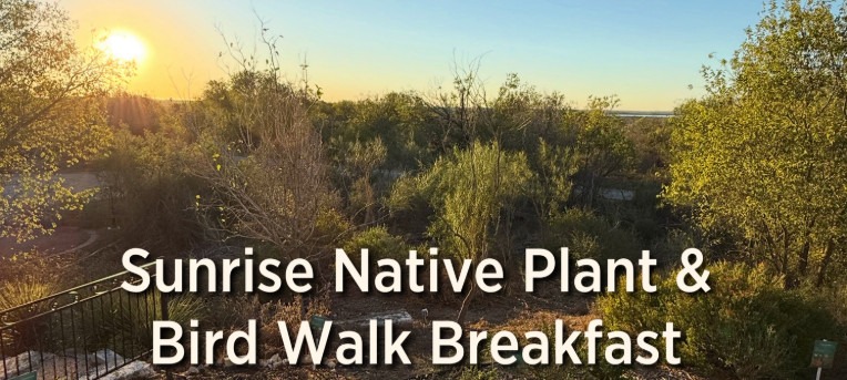 Graphic for the Mitchell Lake Audubon Center Sunrise Native Plant and Bird Walk Breakfast