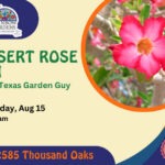 Event Graphic for Desert Rose 101 with Texas Garden Guy. Saturday, August 15th at 10 a.m. 2585 Thousand Oaks. Free Event