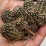 Calendar graphic of Black Lace Cactus