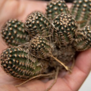 Calendar graphic of Black Lace Cactus