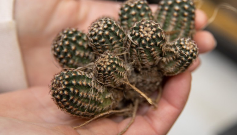 Calendar graphic of Black Lace Cactus