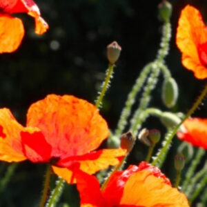 Image of orange flowers