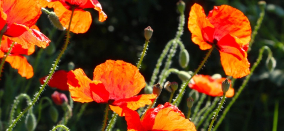 Image of orange flowers