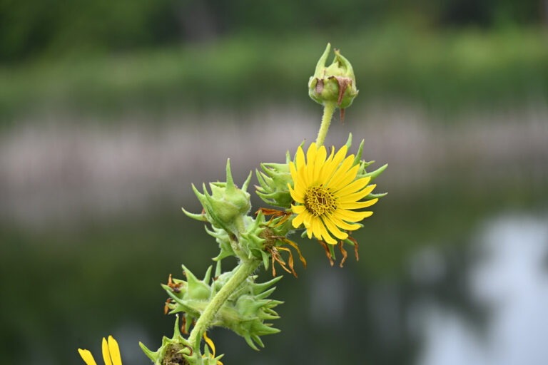 Compass Plant by John Cebula