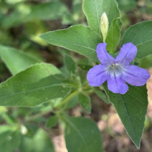 Drummond's ruellia flower and leaf