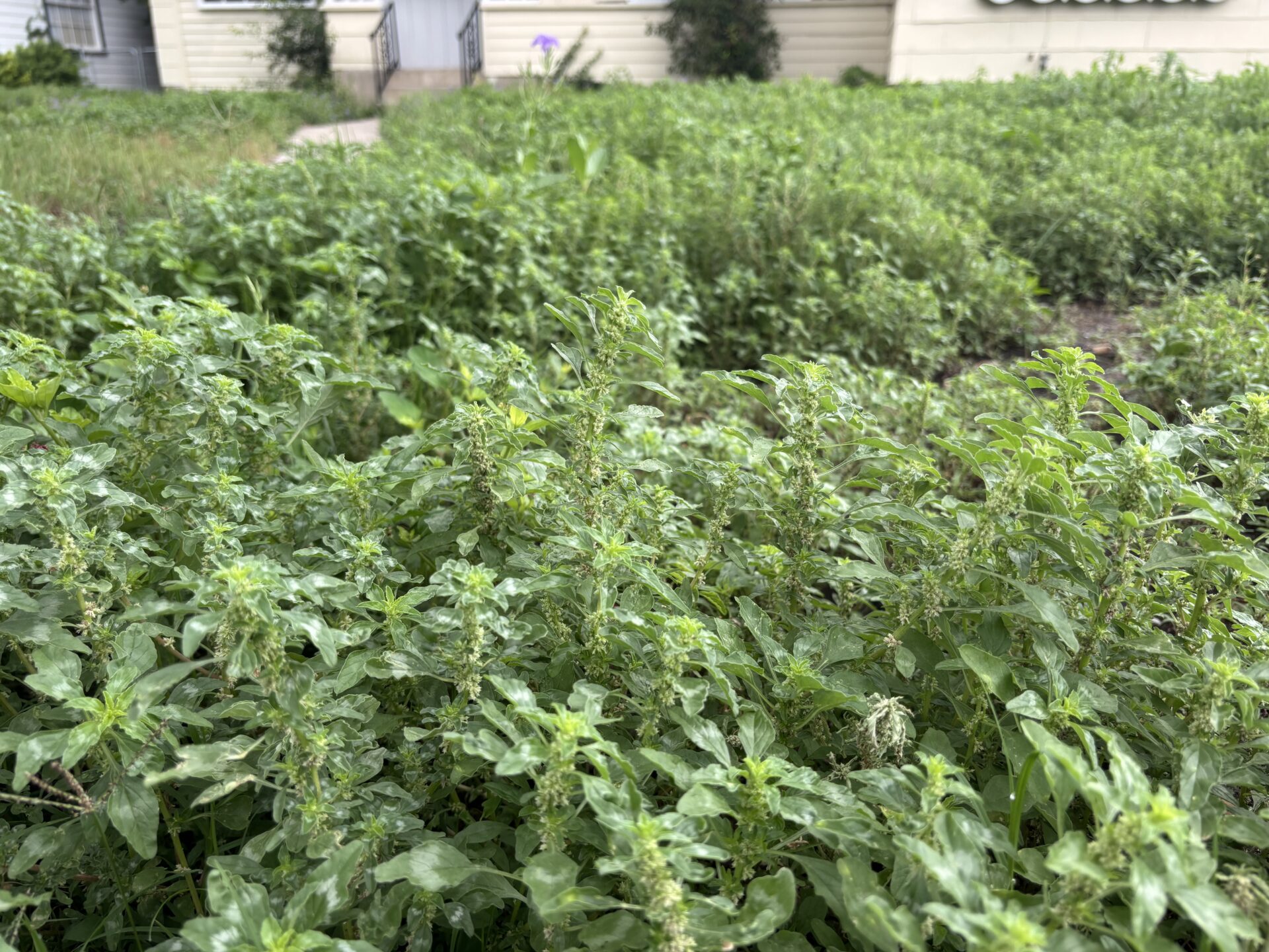 Tropical amaranth stature in lawn setting