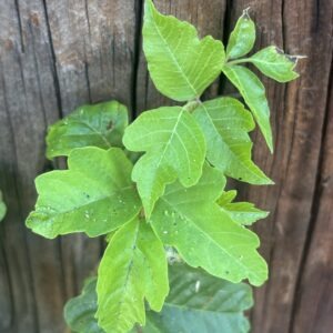Poison ivy "leaves of three"