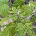 Box elder leaves in good condition