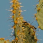 Photo of cactus