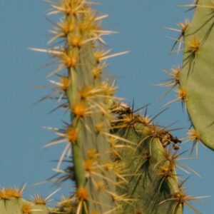 Photo of cactus