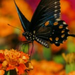 Photo of a butterfly on a flower