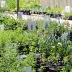Photo of plants featured at the San Antonio Botanical Garden's September Plant Sale