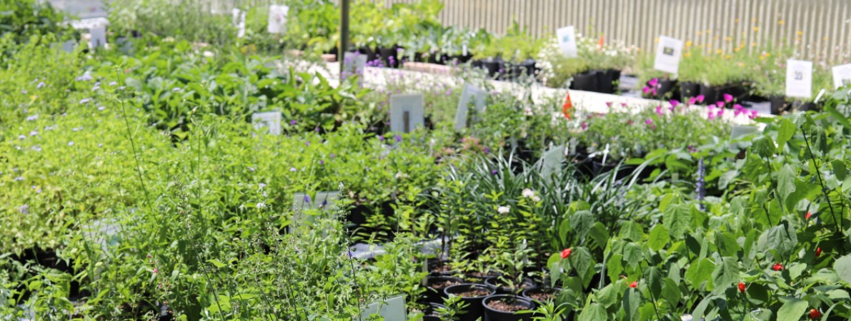 Photo of plants featured at the San Antonio Botanical Garden's September Plant Sale