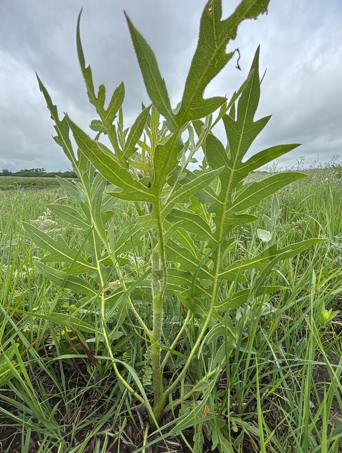 Silphium lacianatum cropped leaf Photo 672303046, (c) Colin Danch, some rights reserved (CC BY-NC)