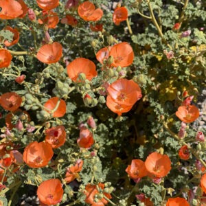 Sphaeralcea ambigua