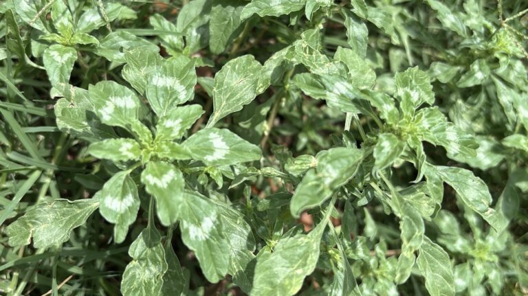 Tropical amaranth leaves