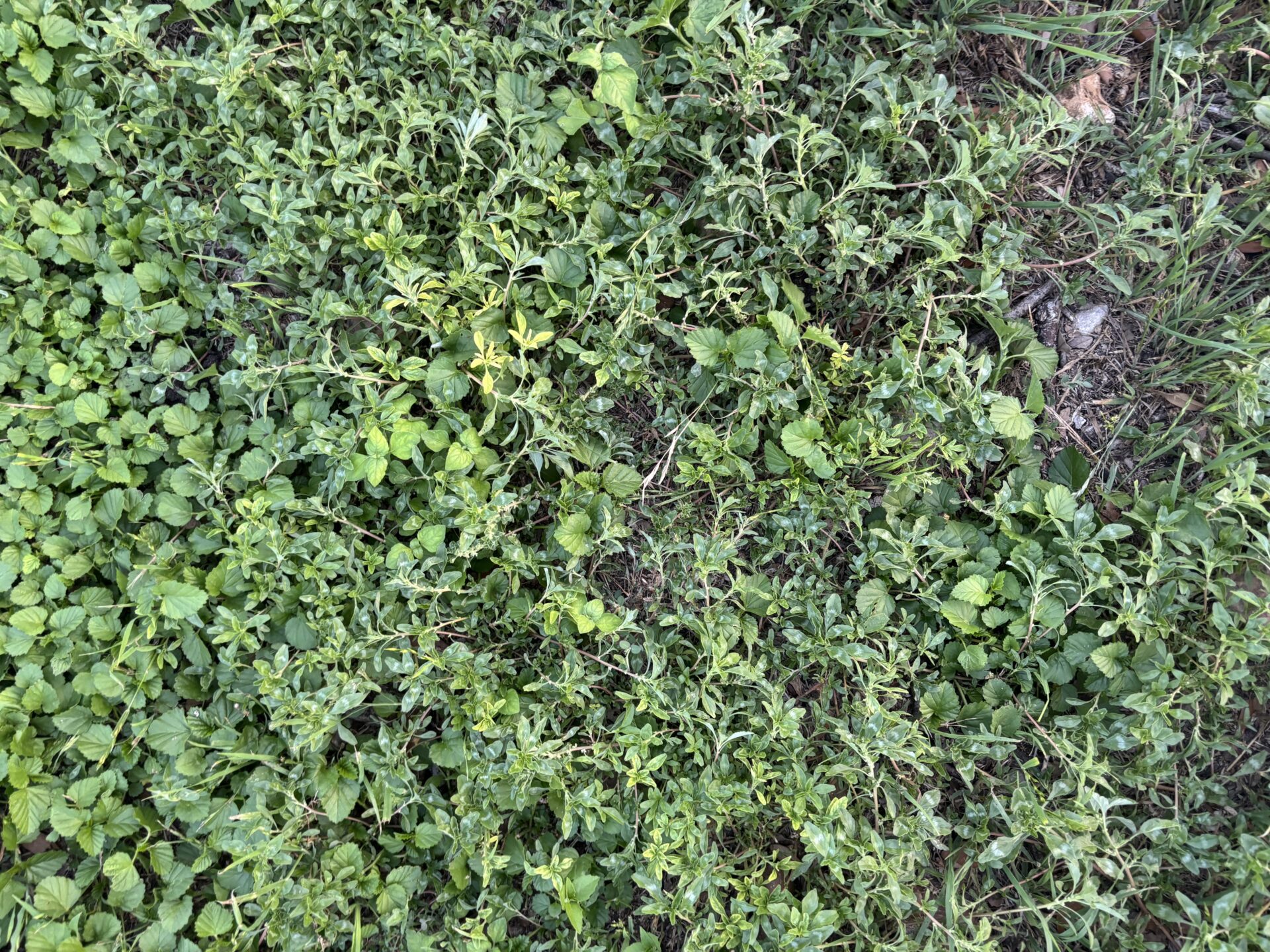 Tropical amaranth in mixed mowed lawn