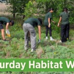Event graphic for the Mitchell Lake Audobon Center's 2nd Saturday Work Day