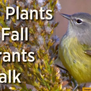 Event graphic for the Mitchell Lake Audubon Center Native Plants for Fall Migrants Walk