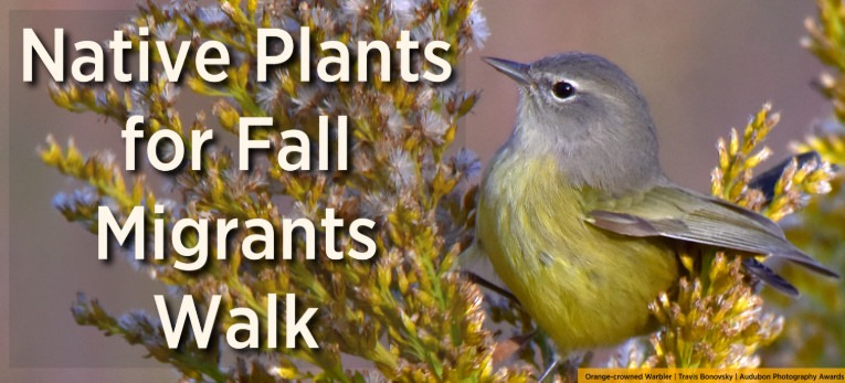 Event graphic for the Mitchell Lake Audubon Center Native Plants for Fall Migrants Walk