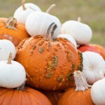 Event graphic featuring orange and white pumpkins
