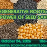 Event graphic for Eco Centro's "Regenerative roots, the power of seed saving" event. Saturday, October 24th, 2026. 10am-12 pm. Register at ecocentro.eventbrite.com