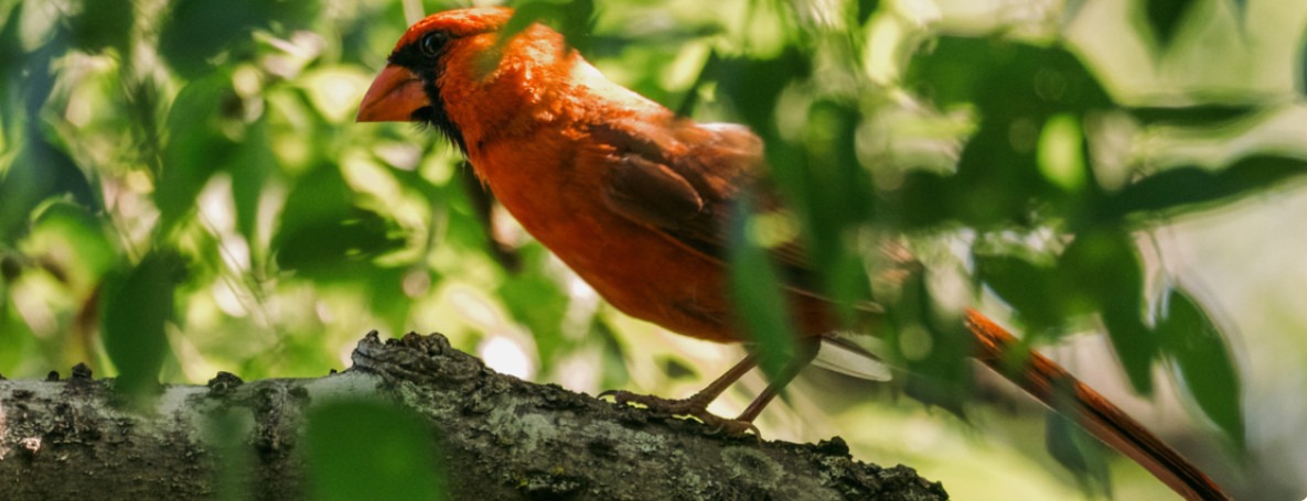Photo of a red cardinal in a tree canopy