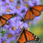 Event graphic for the San Antonio Botanical Garden "Design your native plant dream garden" event.
