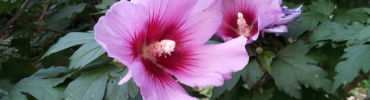Rose of Sharon | Garden Style San Antonio
