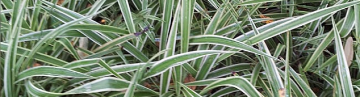Spider Plant Garden Style San Antonio