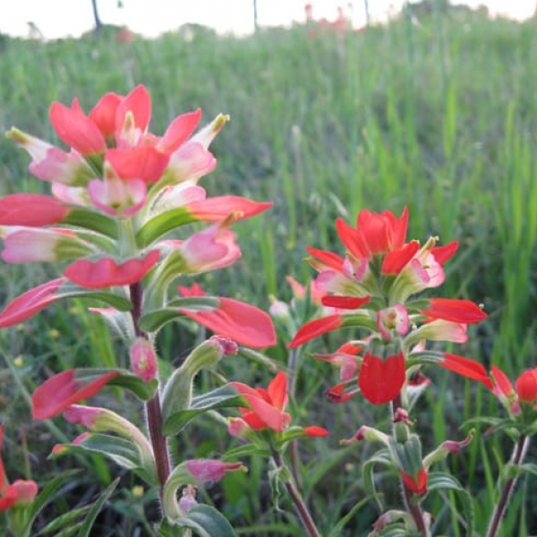 1488547233indian-paintbrush-castilleja-indivisa-detail.jpg