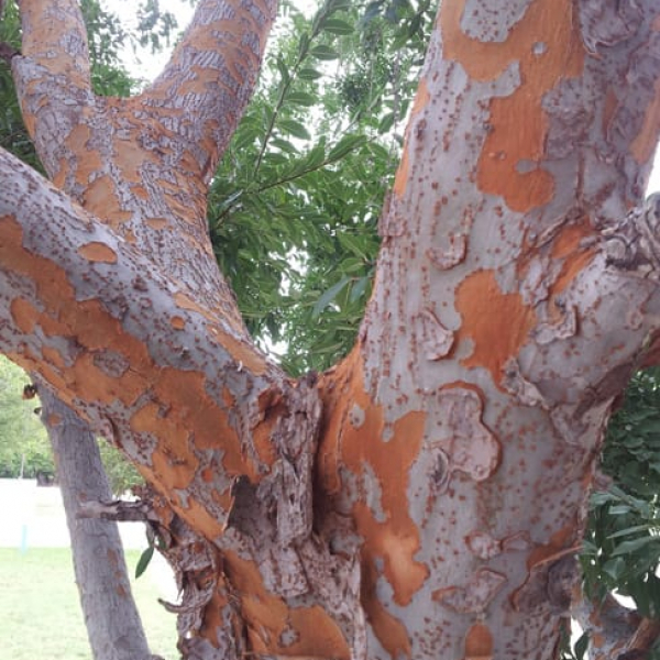 1488552673elm-lacebark-ulmus-parvifolia-detail.jpg