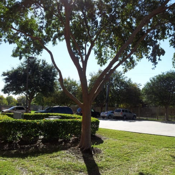1488552679elm-lacebark-ulmus-parvifolia-form.jpg